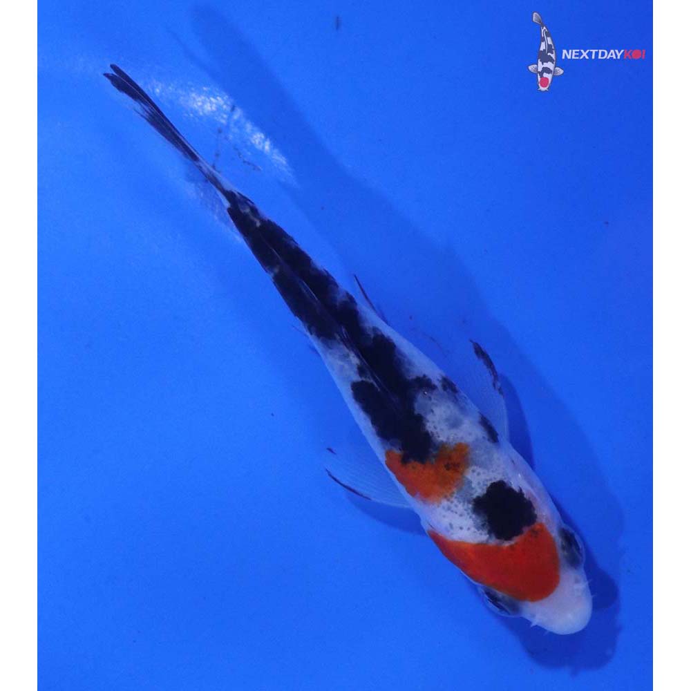 3.5” Imported Sanke