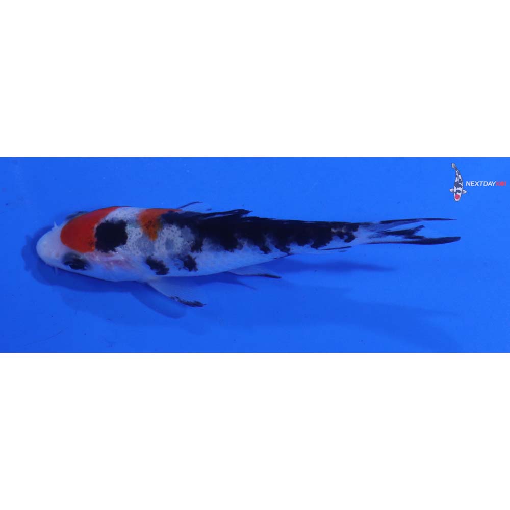 3.5” Imported Sanke