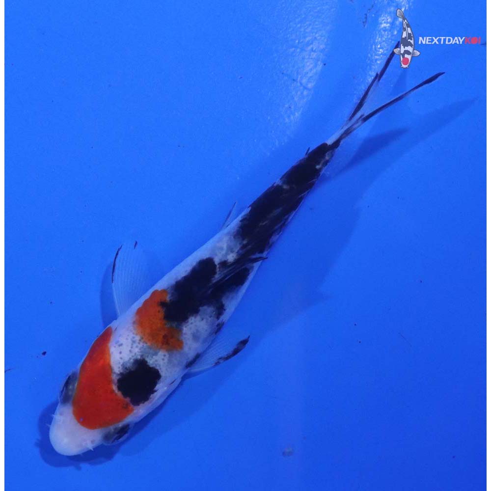 3.5” Imported Sanke