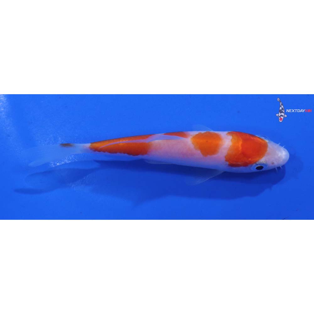 3.5” Imported Kohaku