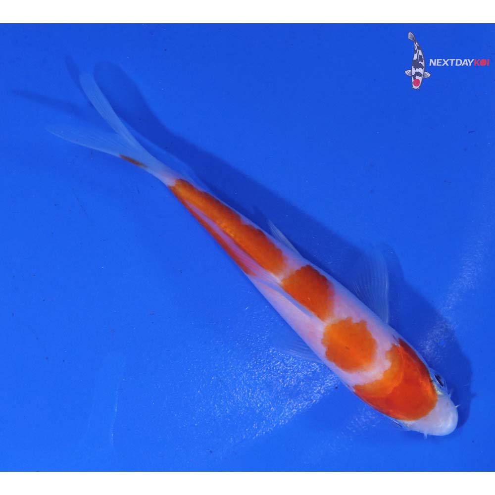 3.5” Imported Kohaku
