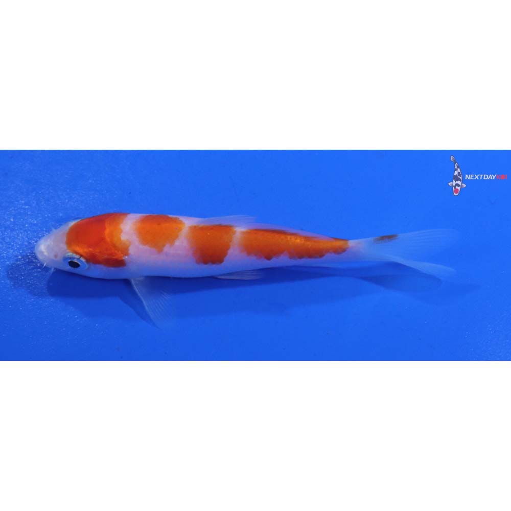 3.5” Imported Kohaku