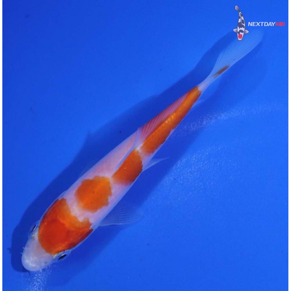 3.5” Imported Kohaku