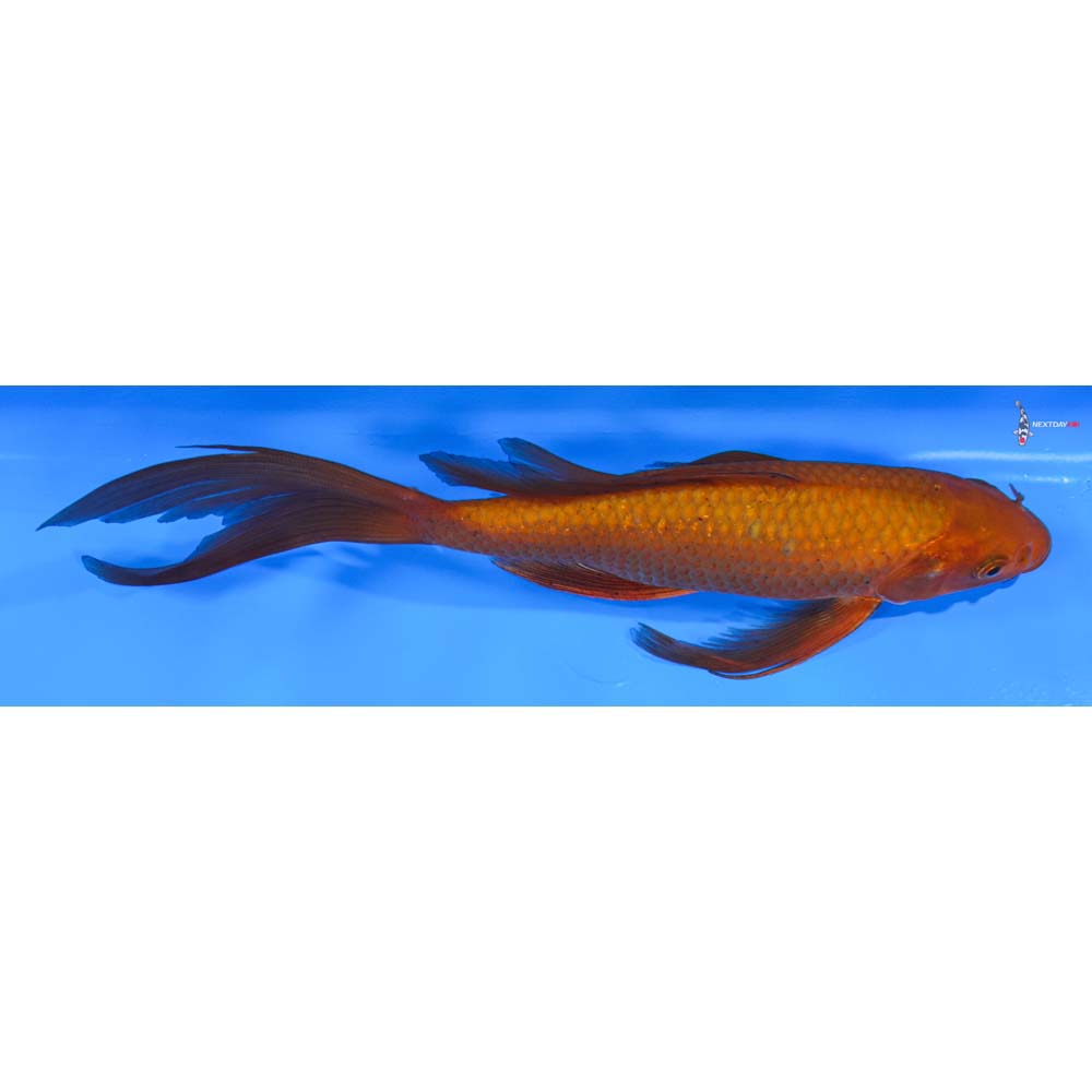 9” Imported Chagoi Butterfly Koi