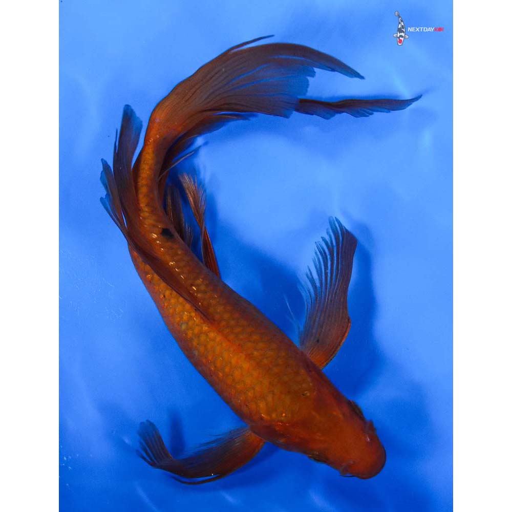 9” Imported Chagoi Butterfly Koi