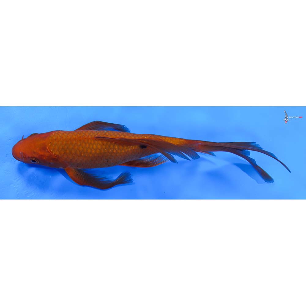9” Imported Chagoi Butterfly Koi