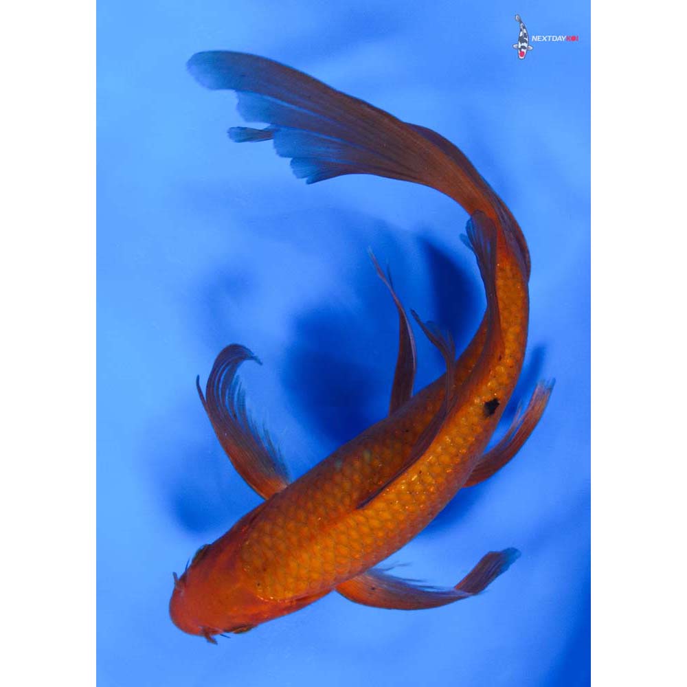 9” Imported Chagoi Butterfly Koi