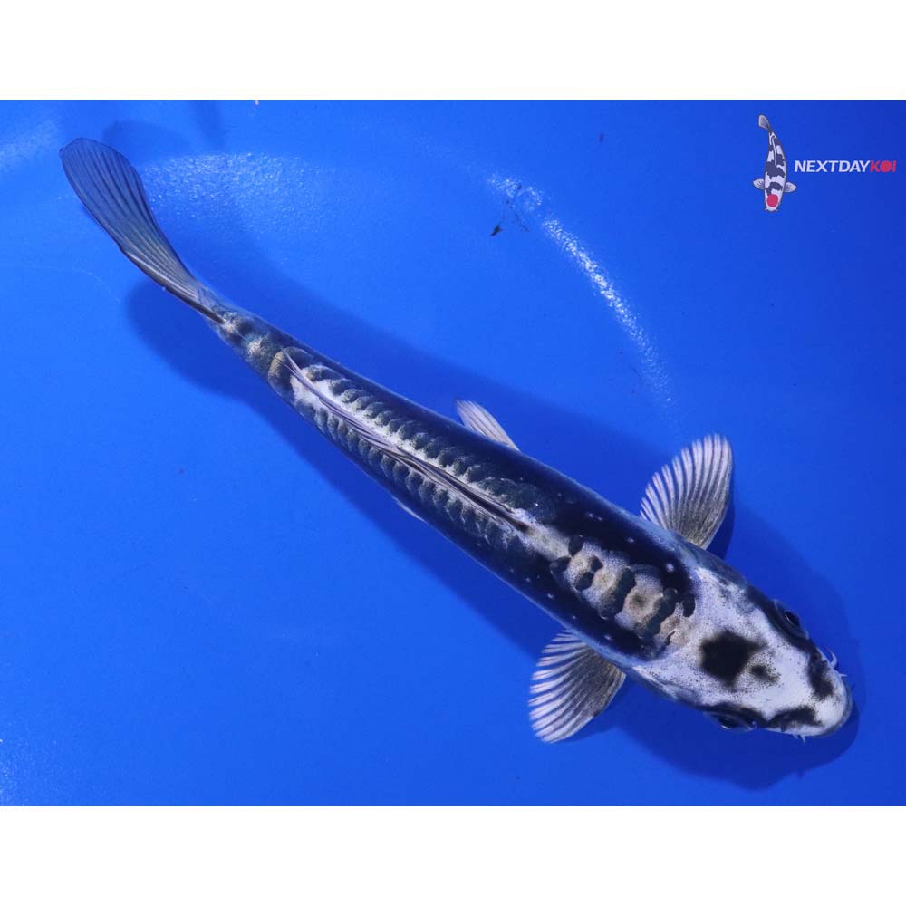 6” Imported Kikokuryu