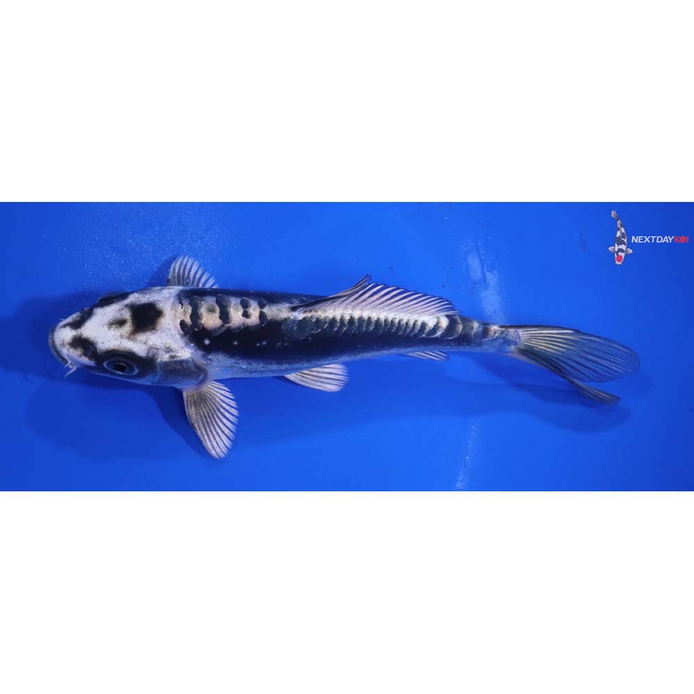 6” Imported Kikokuryu