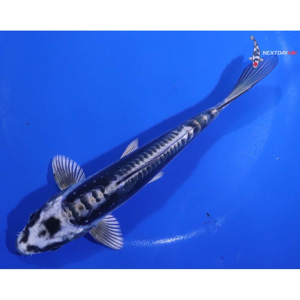 6” Imported Kikokuryu