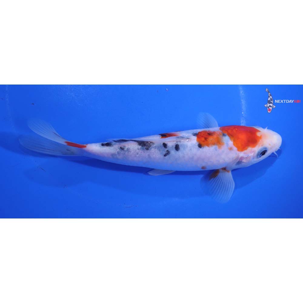 6” Imported Sanke