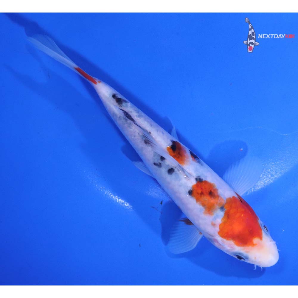 6” Imported Sanke