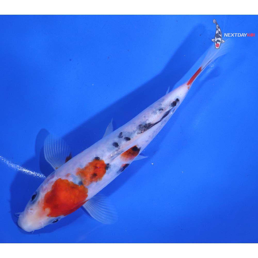 6” Imported Sanke