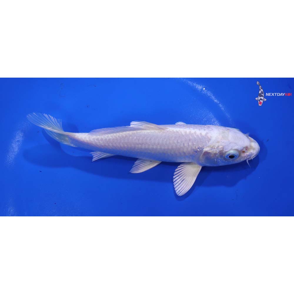 6” Imported Platinum Ogon
