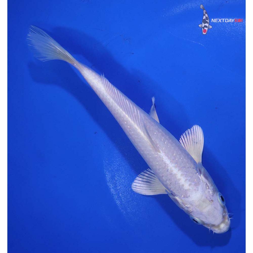 6” Imported Platinum Ogon