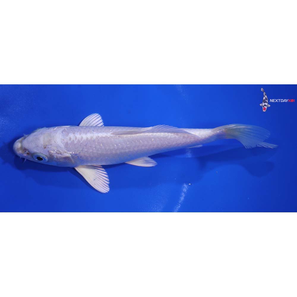 6” Imported Platinum Ogon
