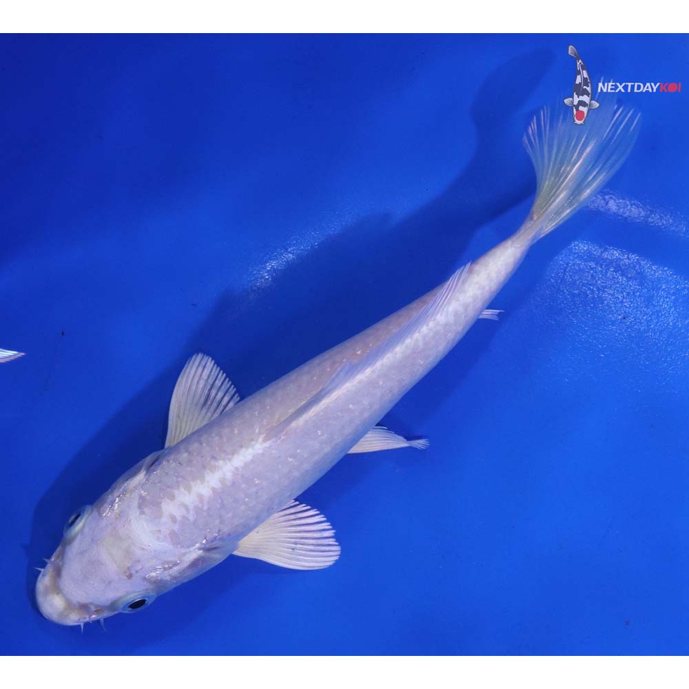 6” Imported Platinum Ogon