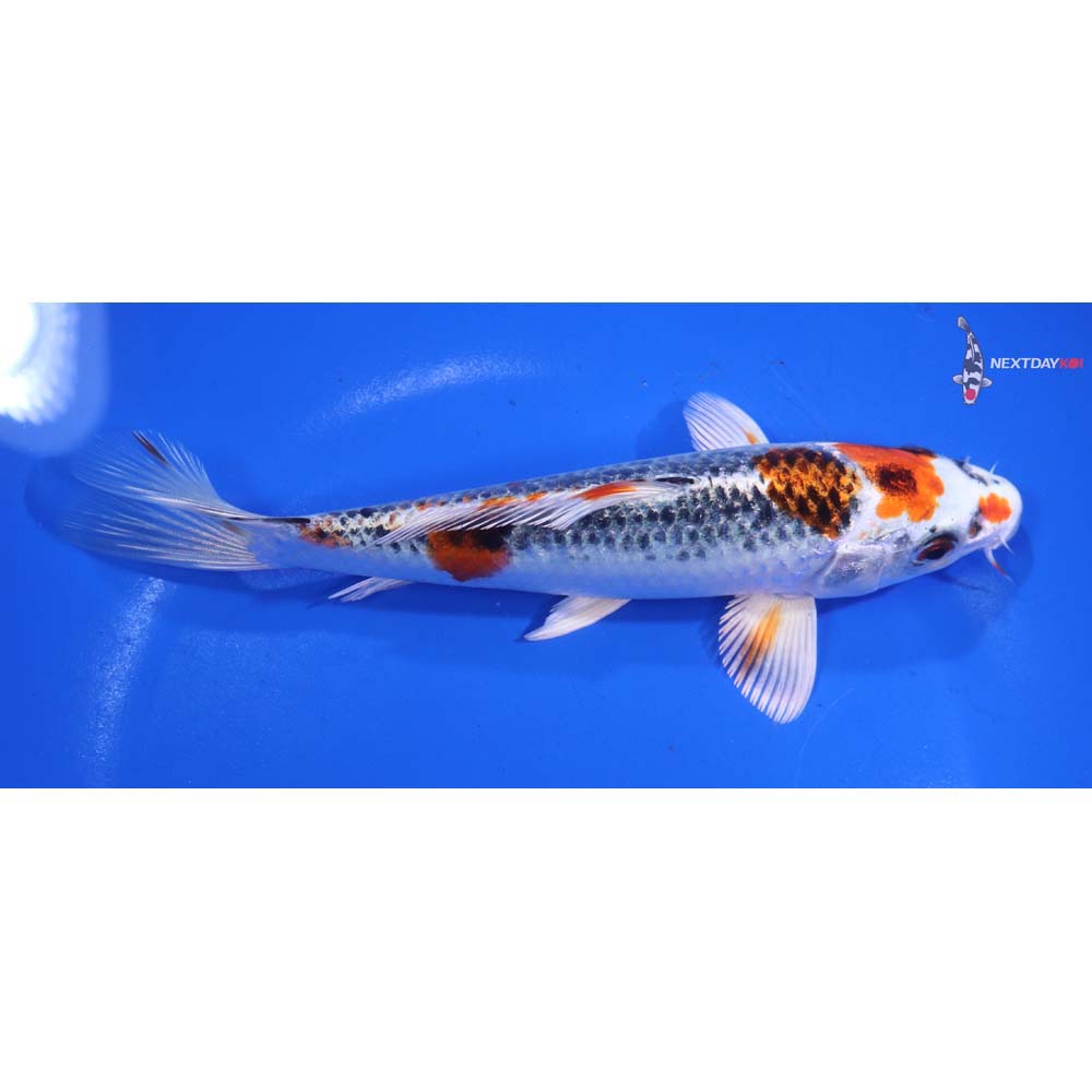 6.5” Imported Kujaku