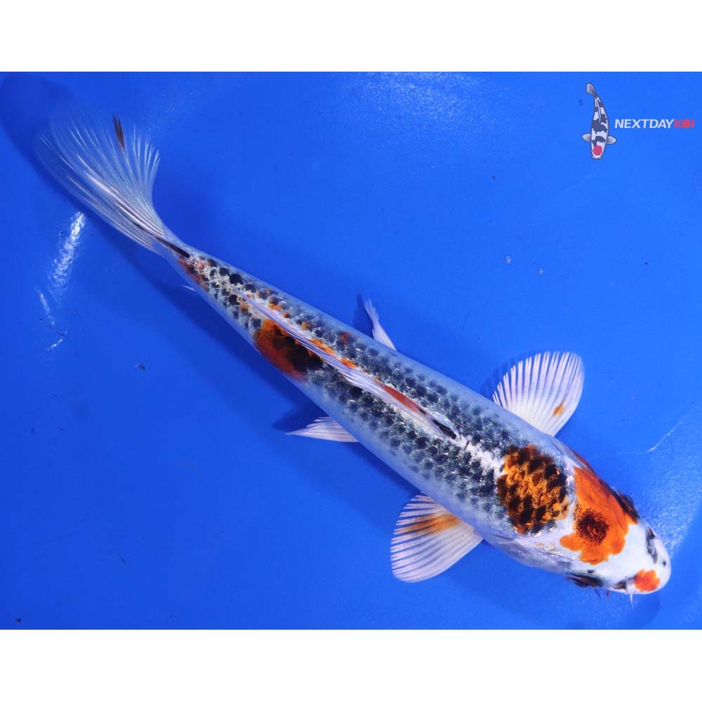 6.5” Imported Kujaku