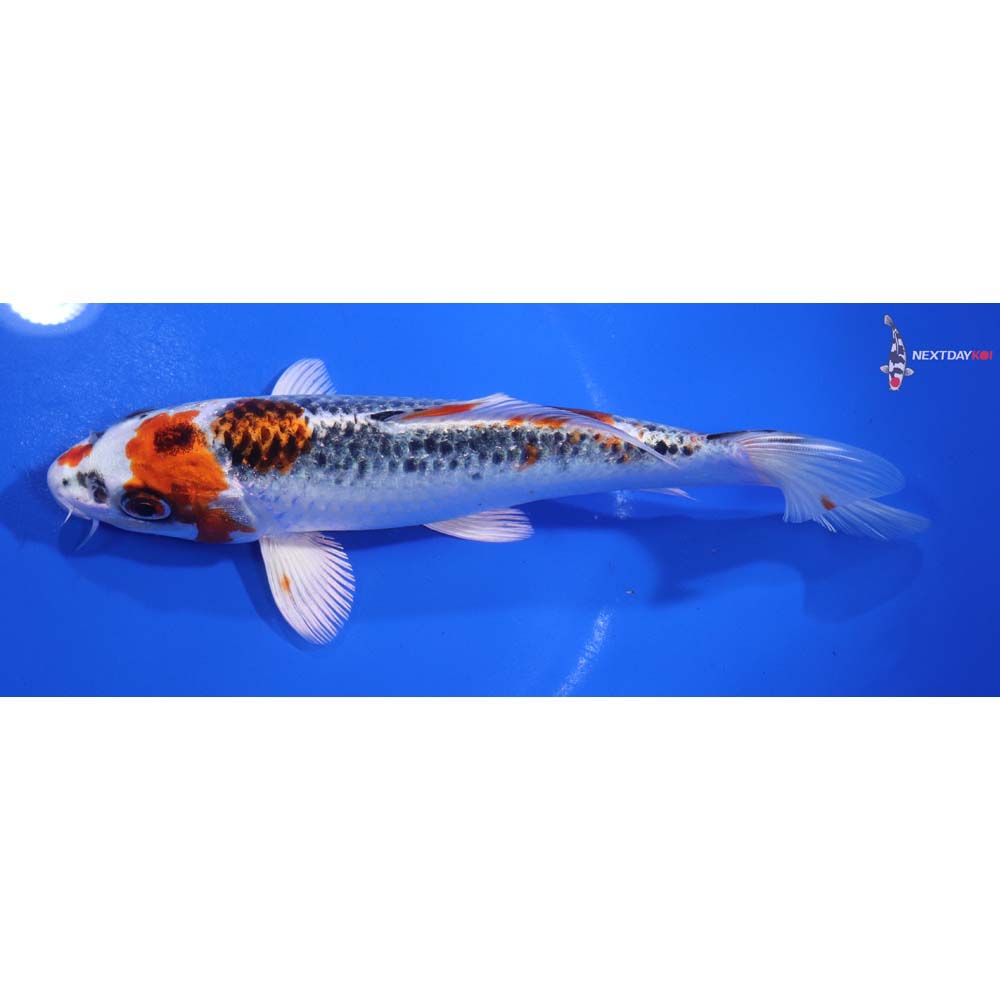 6.5” Imported Kujaku