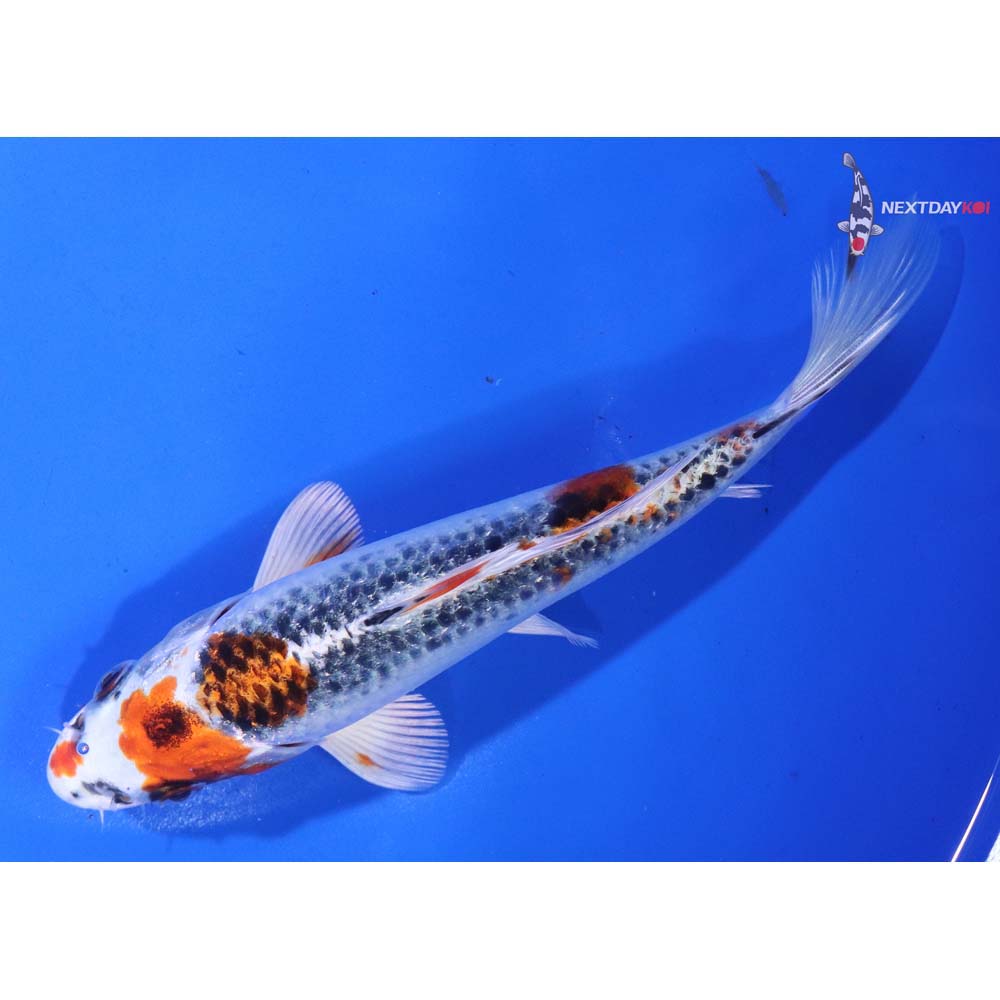 6.5” Imported Kujaku