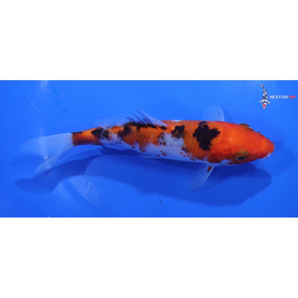 6” Imported Sanke
