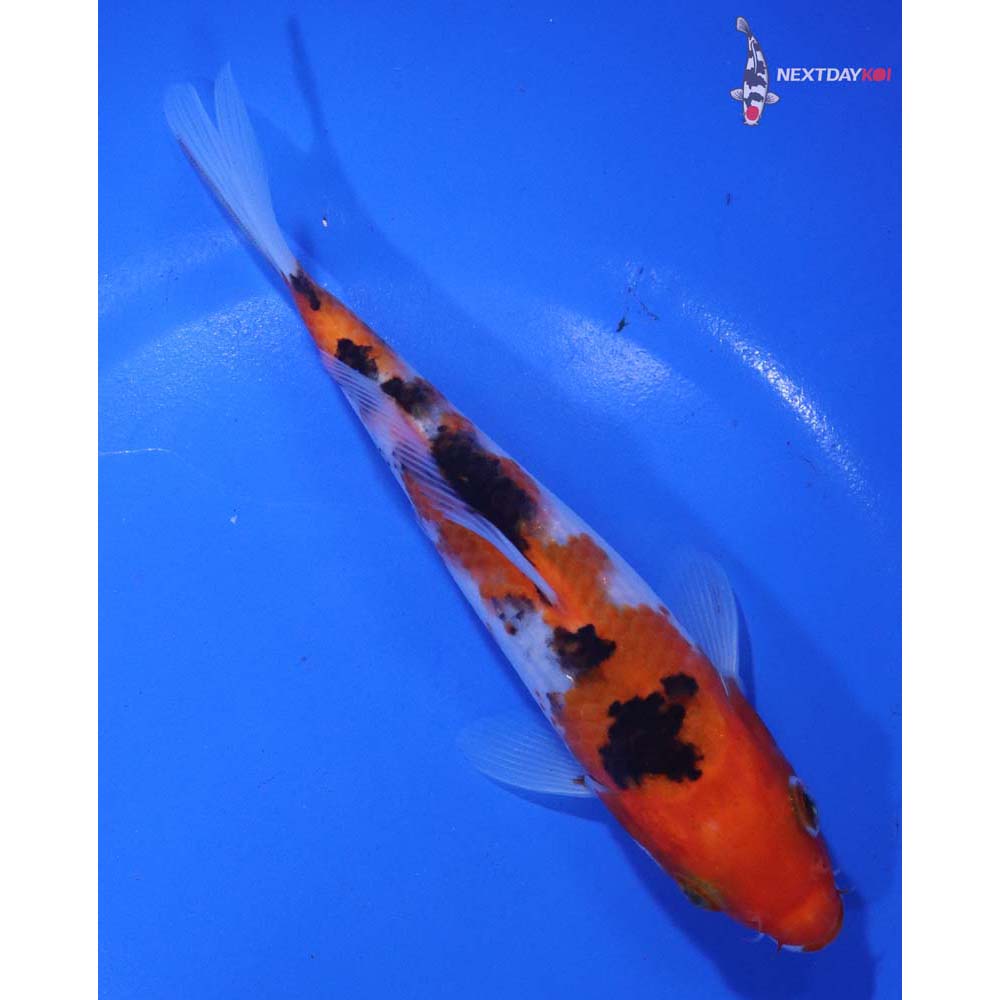 6” Imported Sanke