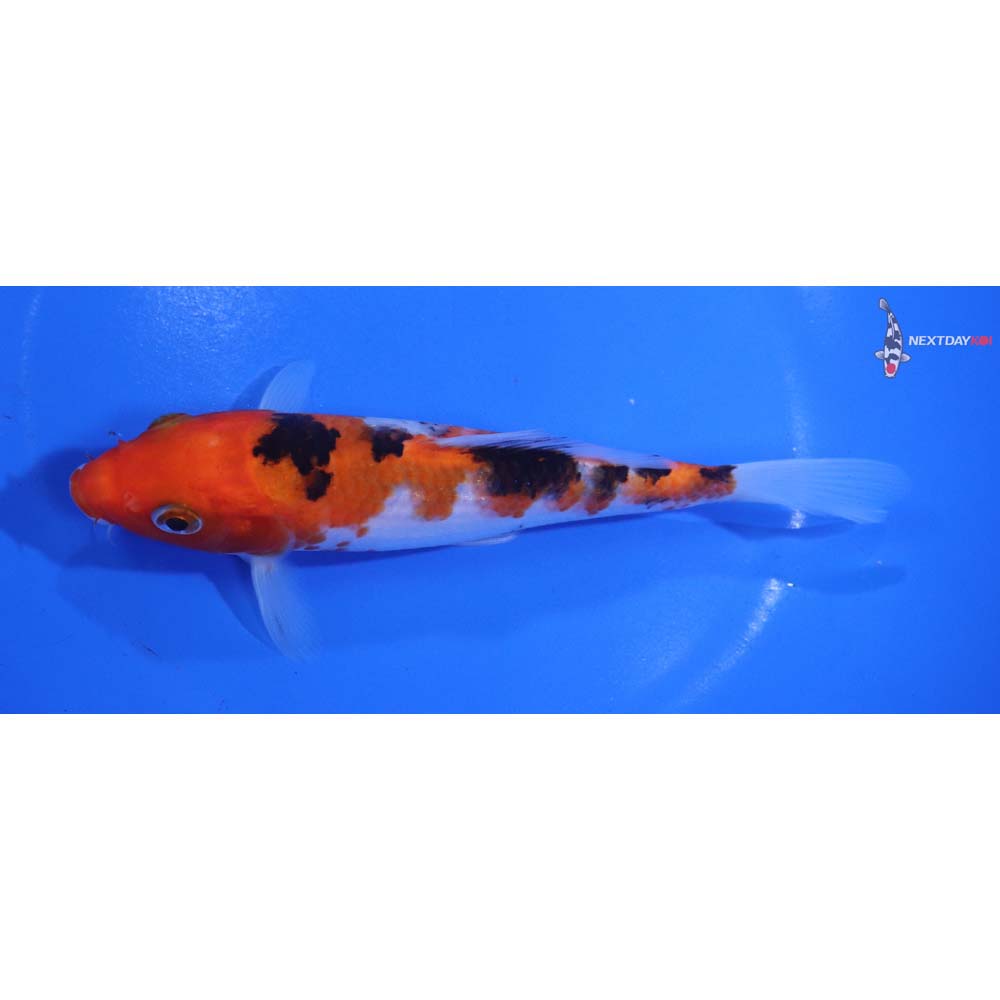 6” Imported Sanke