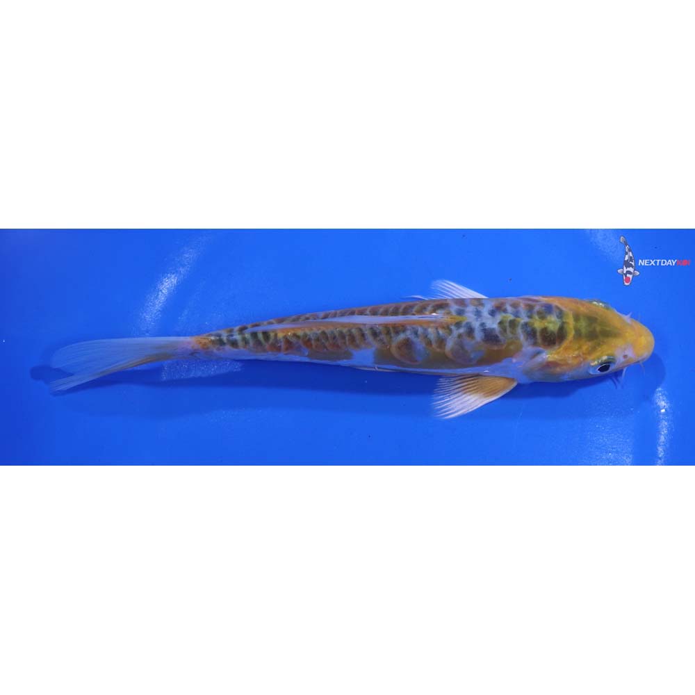 7” Imported Doitsu Kujaku