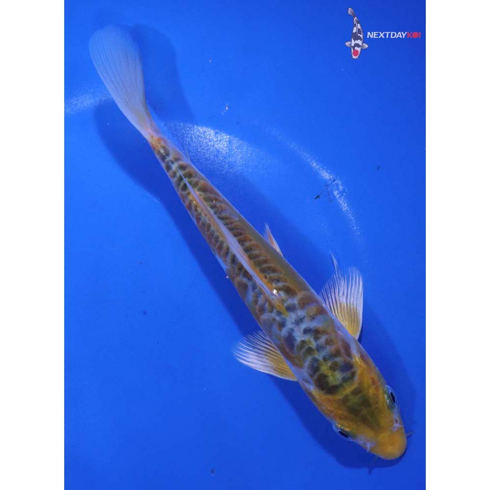 7” Imported Doitsu Kujaku