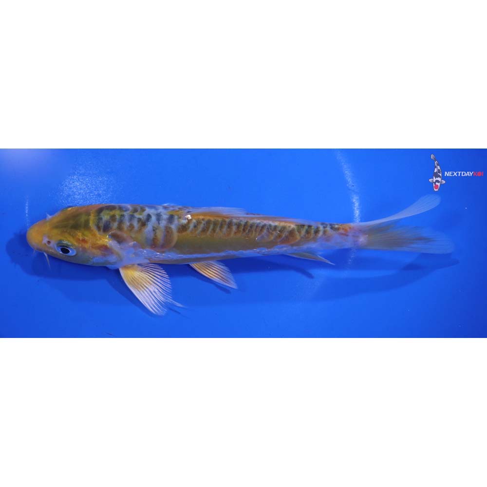 7” Imported Doitsu Kujaku