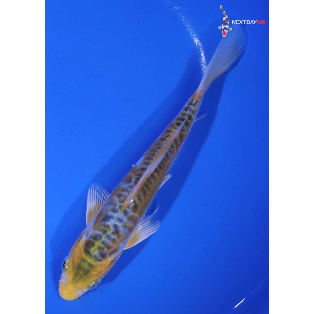 7” Imported Doitsu Kujaku