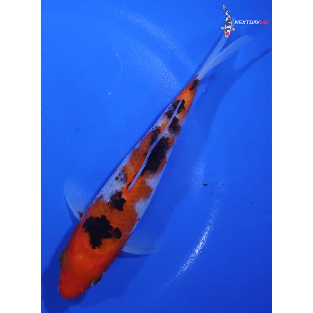 6” Imported Sanke
