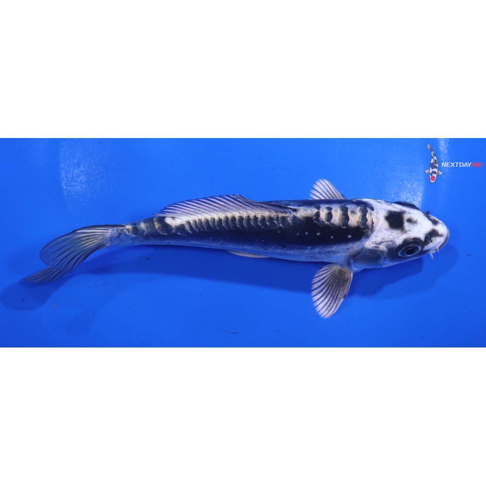 6” Imported Kikokuryu