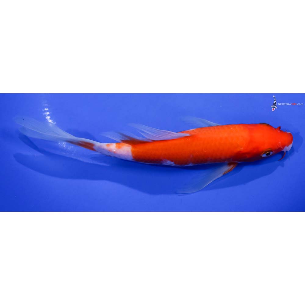 6.5” Imported Kohaku Butterfly Koi