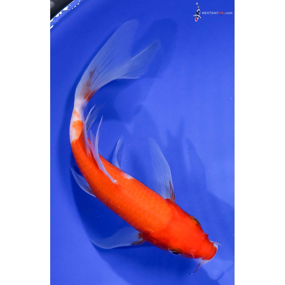6.5” Imported Kohaku Butterfly Koi