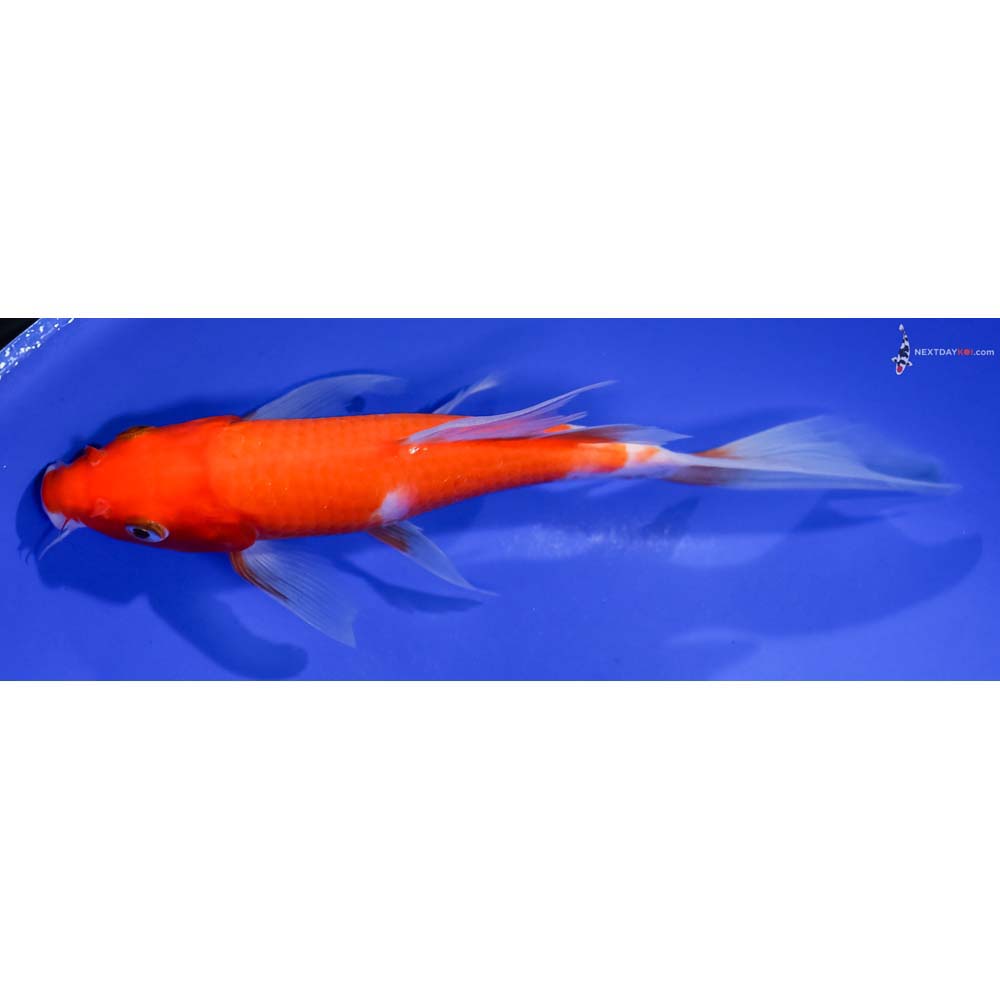6.5” Imported Kohaku Butterfly Koi