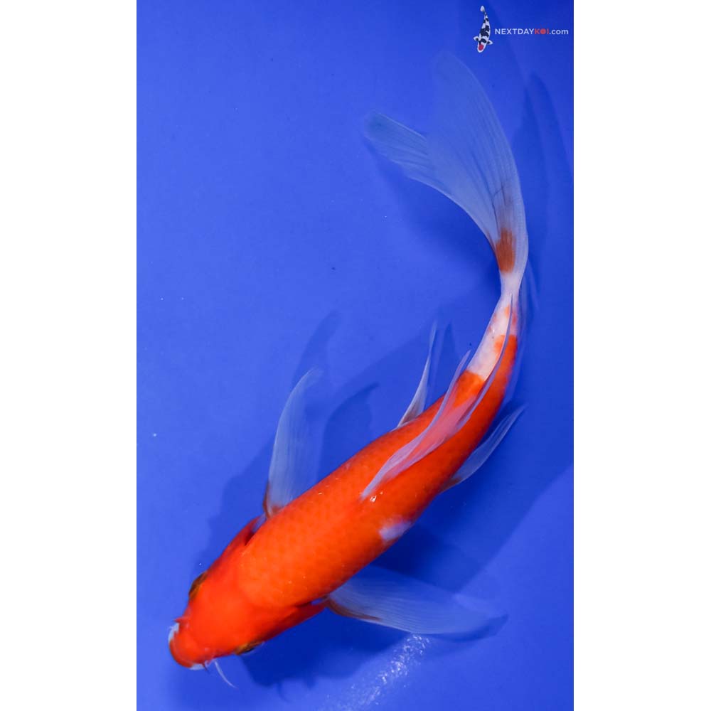 6.5” Imported Kohaku Butterfly Koi