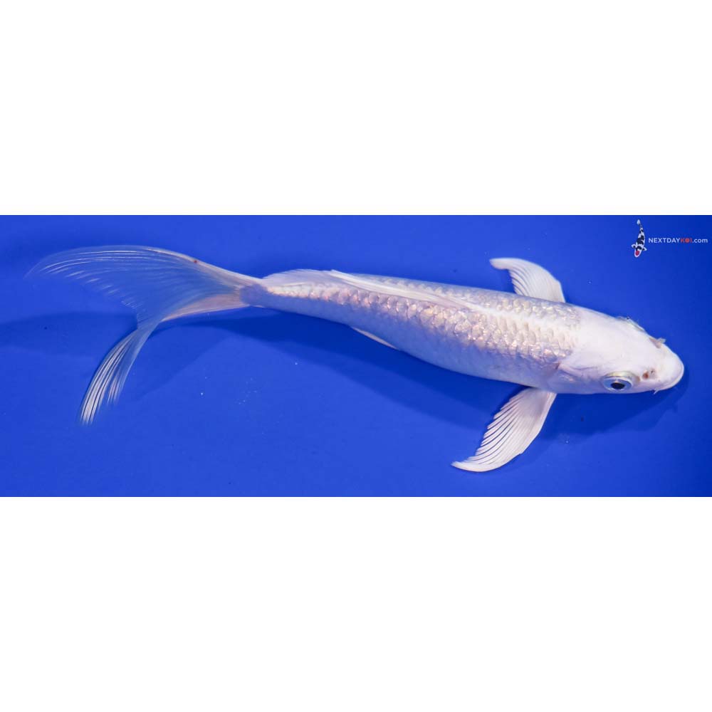 7” Imported Gin Rin Platinum Ogon Butterfly Koi