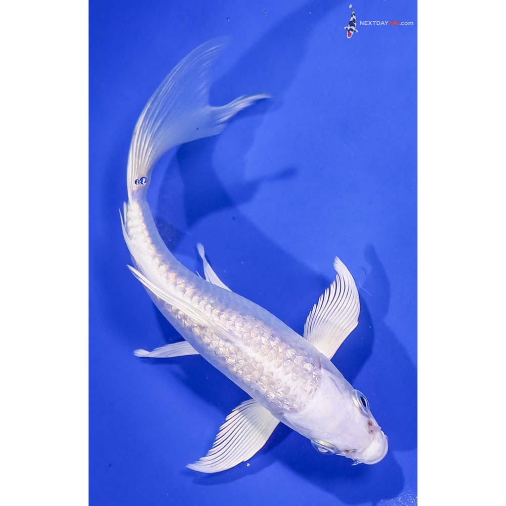 7” Imported Gin Rin Platinum Ogon Butterfly Koi