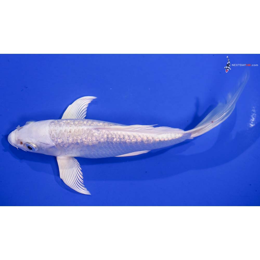 7” Imported Gin Rin Platinum Ogon Butterfly Koi
