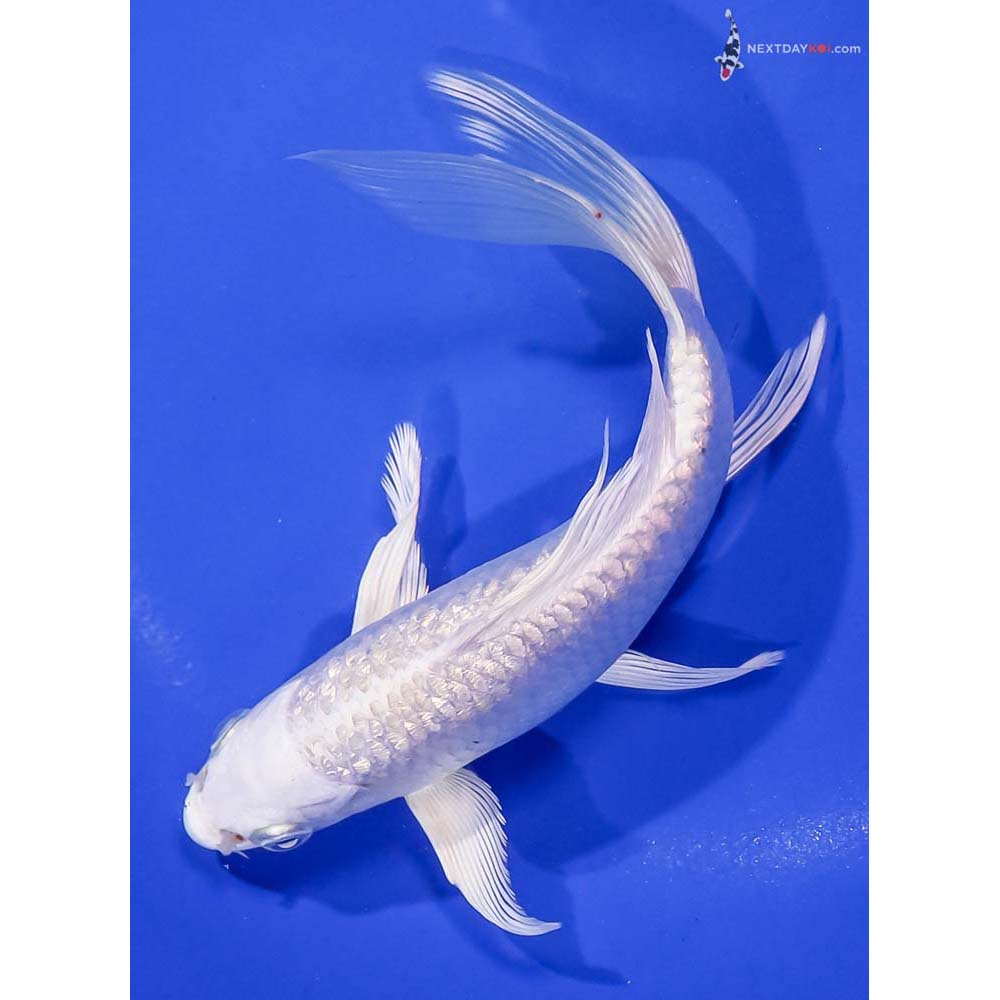 7” Imported Gin Rin Platinum Ogon Butterfly Koi