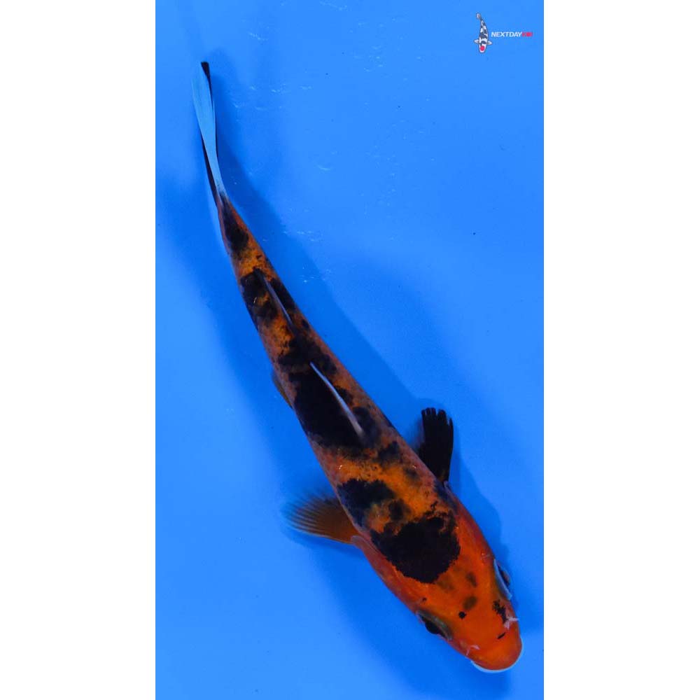 4” Imported Aka Bekko