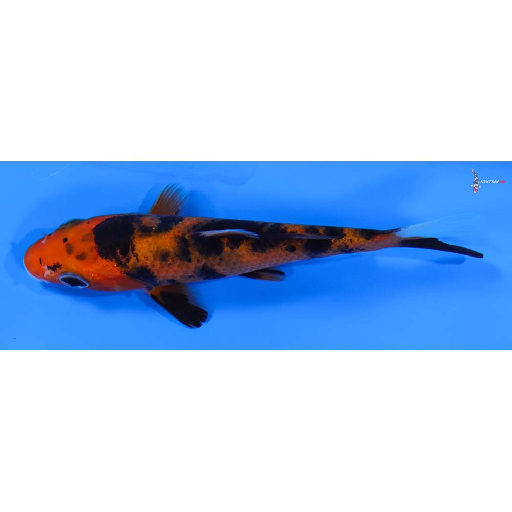 4” Imported Aka Bekko