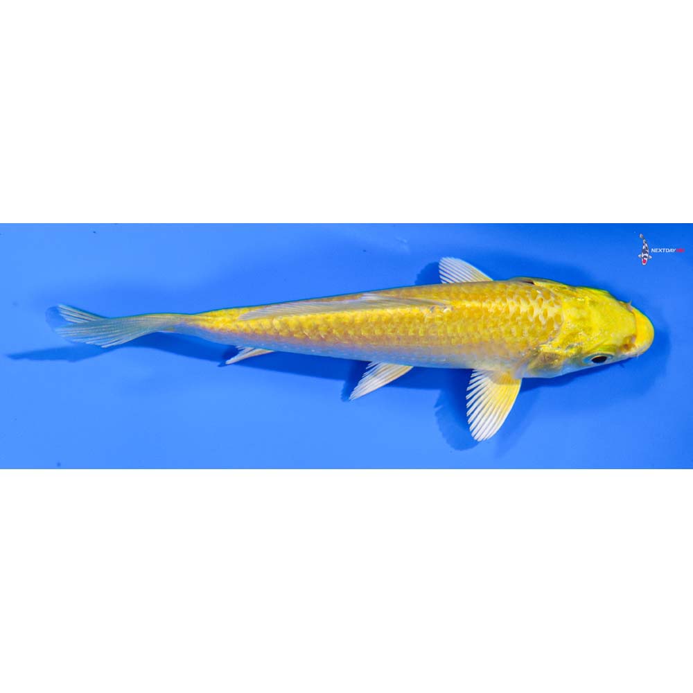 4” Imported Yamabuki Ogon