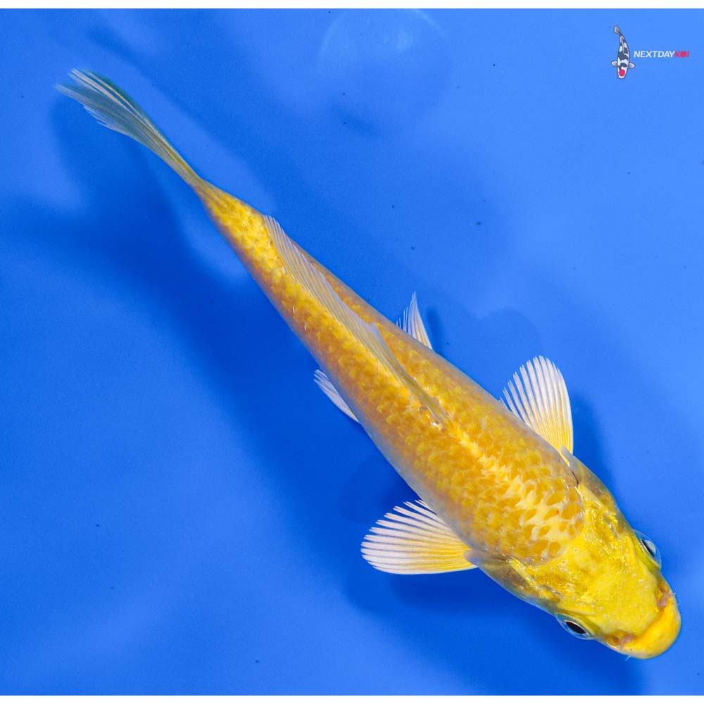 4” Imported Yamabuki Ogon