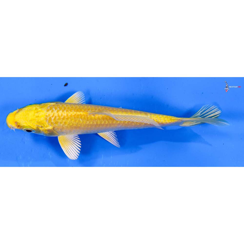 4” Imported Yamabuki Ogon