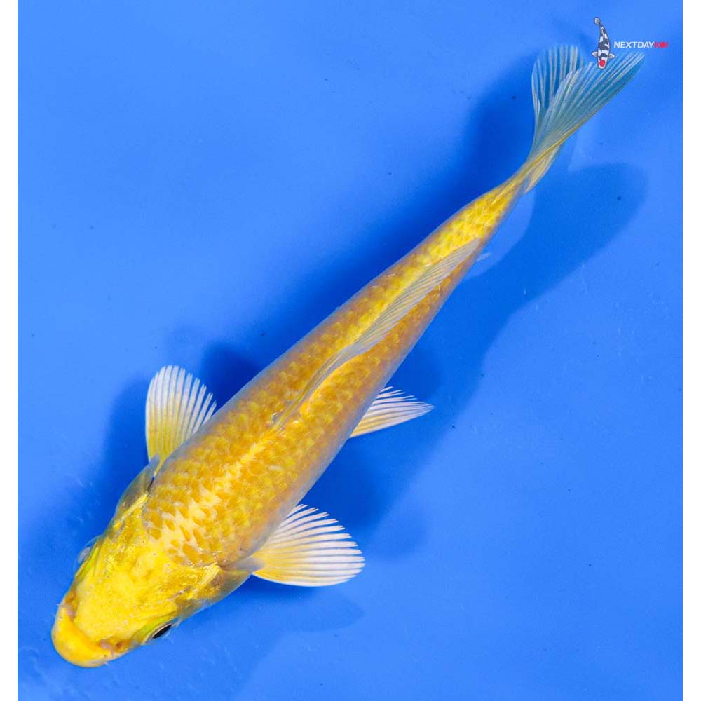 4” Imported Yamabuki Ogon