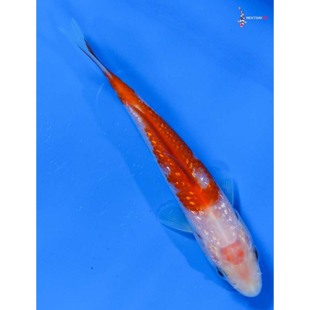 4” Imported Gin Rin Kohaku