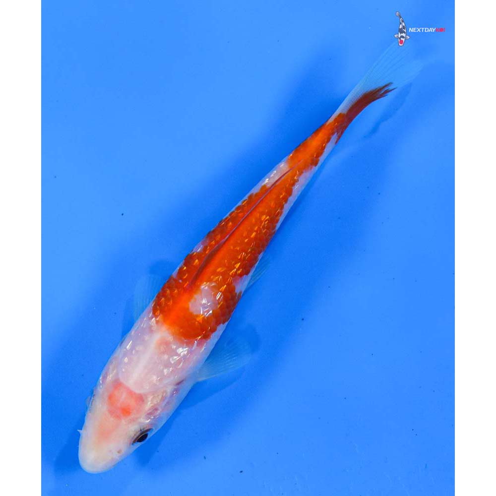 4” Imported Gin Rin Kohaku